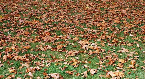 arlington-mowing-pros-dried-leaves